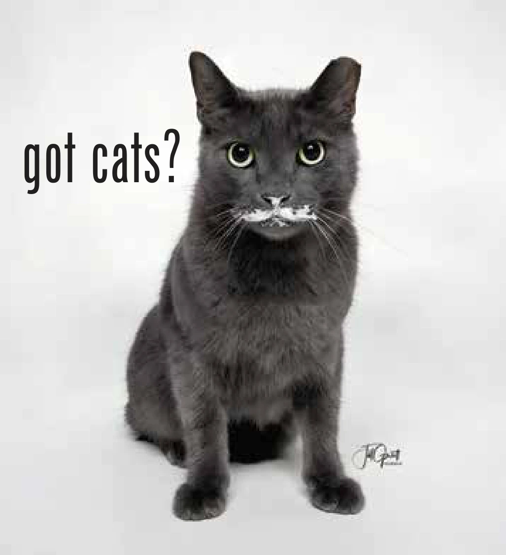 Mr. Friendly, a gray cat with a little white moustache, beside the words ‘got cats?’ from the Kitty Bodega advertisement.